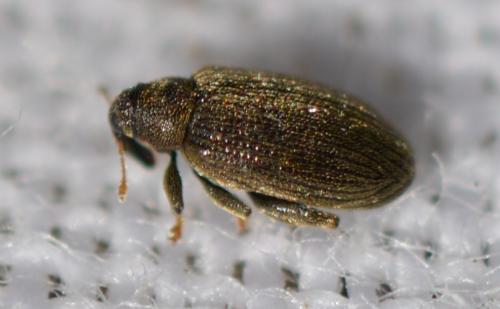 Orchestes fagi